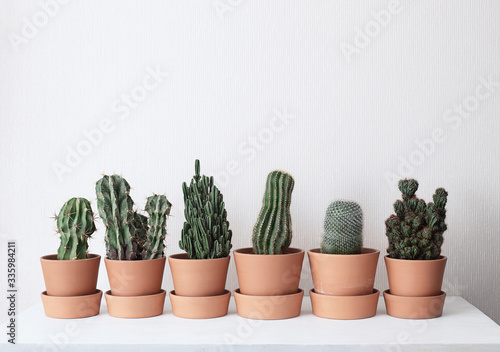 Cactus stand on a shelf in ceramic pots. On a white wall background. Collection of cacti. Interior decoration, minimalistic concept