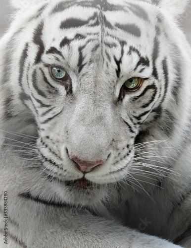 white tiger © Angie