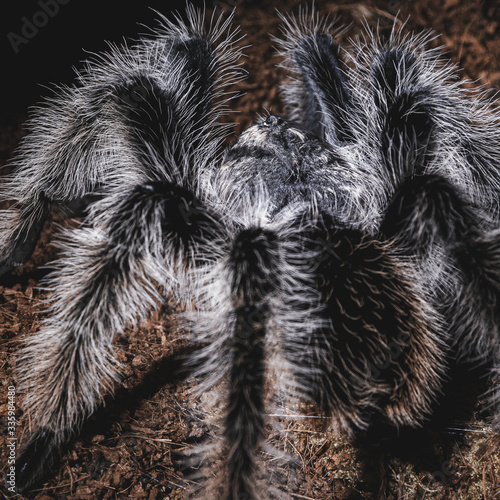 tarantula