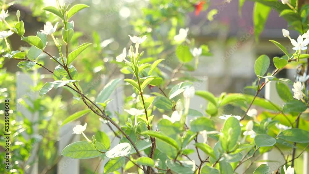 Close-up of lime flower, white flower in garden. Shot in 4K Slow motion Close-up of lime flower, white flower in garden. Shot in 4K Slow motion