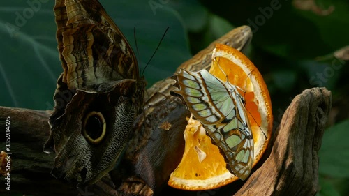 Philaethria dido and Caligo memnon butterfly sitting on a tree branch eating orange photo