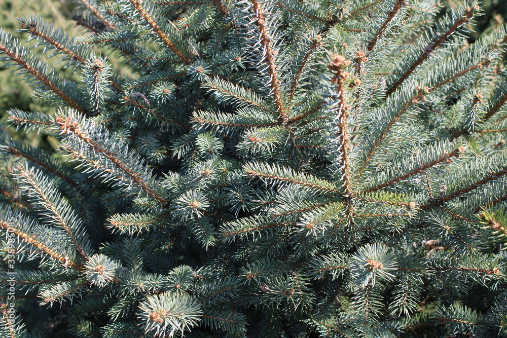 Picea pungens fir tree branches.