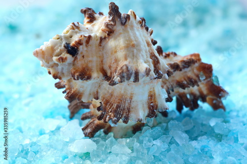 Seashell on blue crystal of sea salt close up