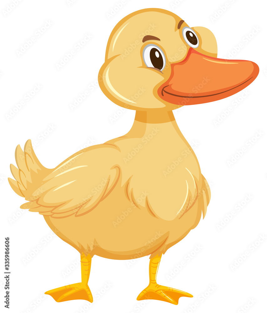 Cute little duckling on white background Cute little duckling on white background