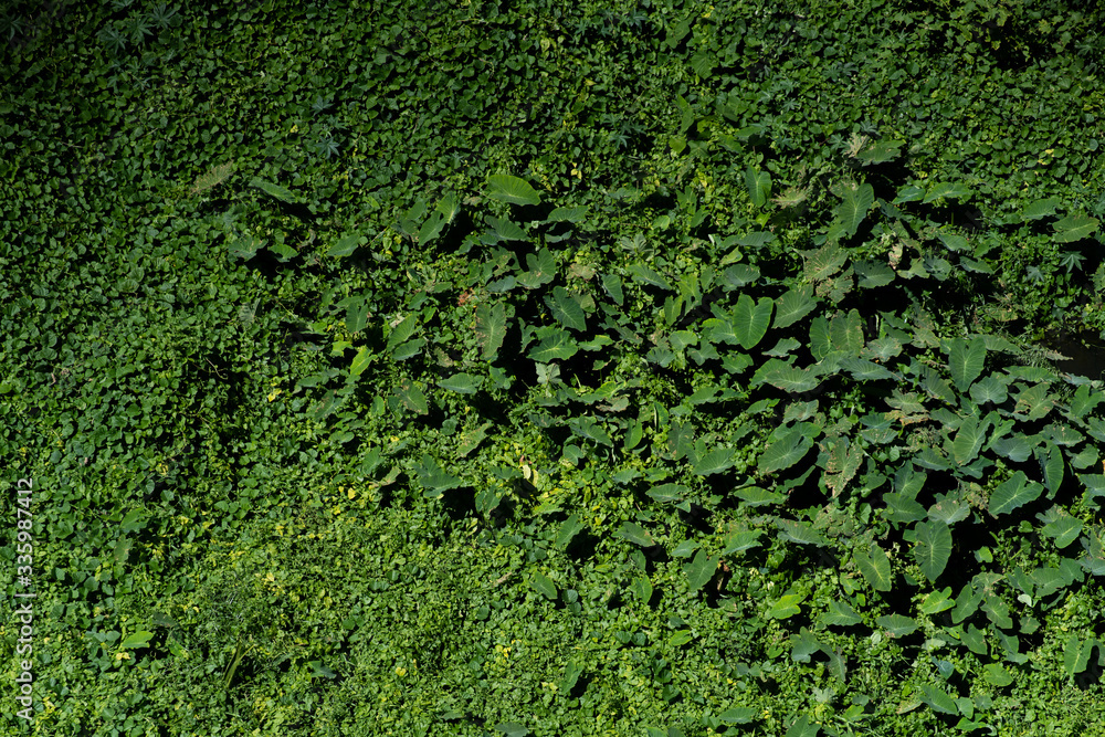 green moss background green moss background
