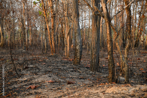 Burnt forest in the countryside from Thailnad