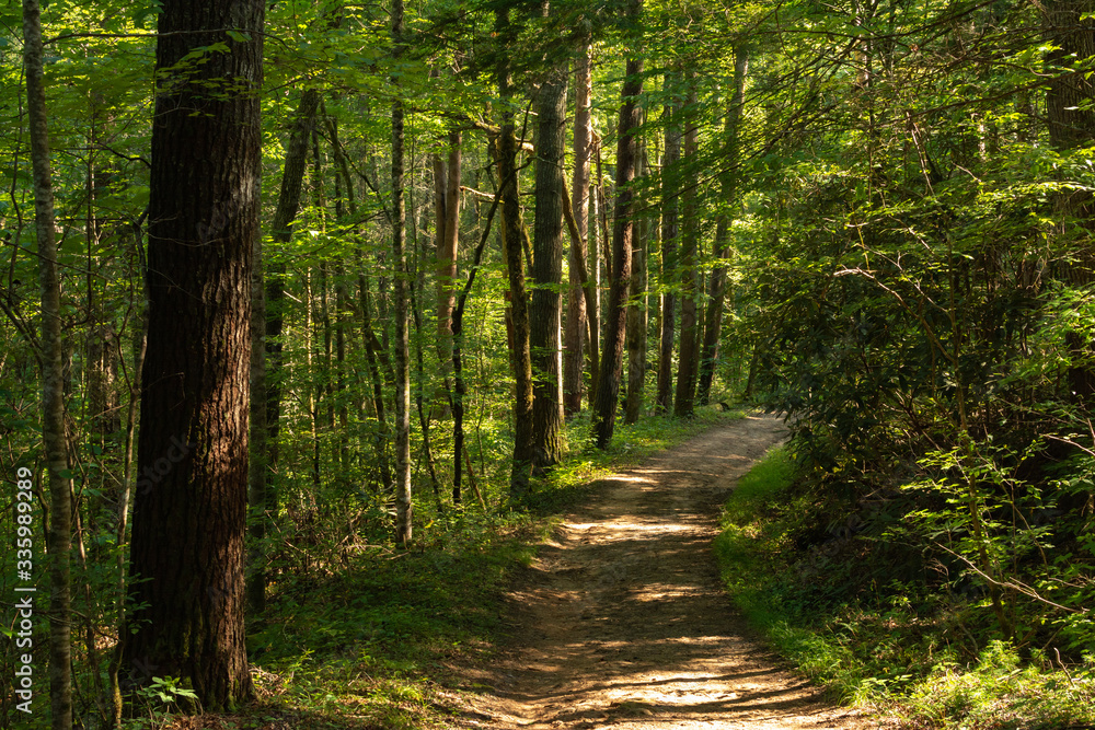 Fototapeta premium Smoky Mountains landscape along the trails in and around the Abrams Creek area. Smoky Mountains National Park, Tennessee, USA