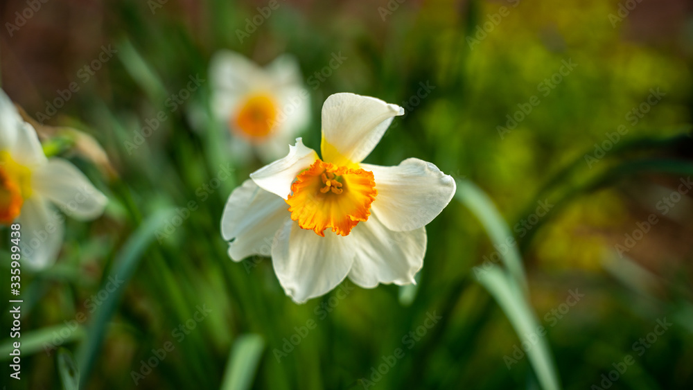 daffodils in the garden