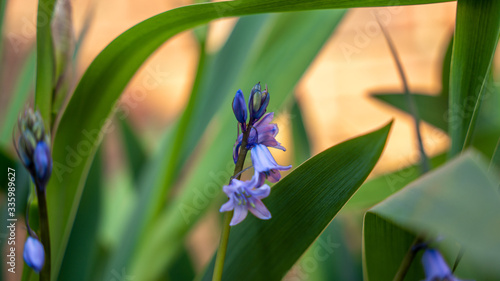 spring flowers in the grass