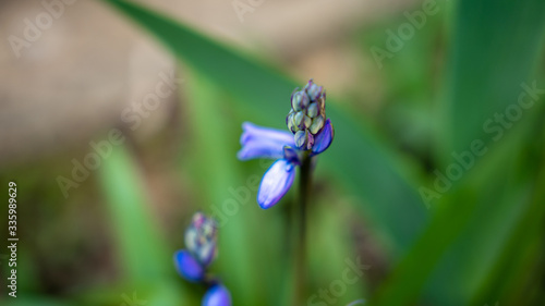 Spring Time Flower Bloom