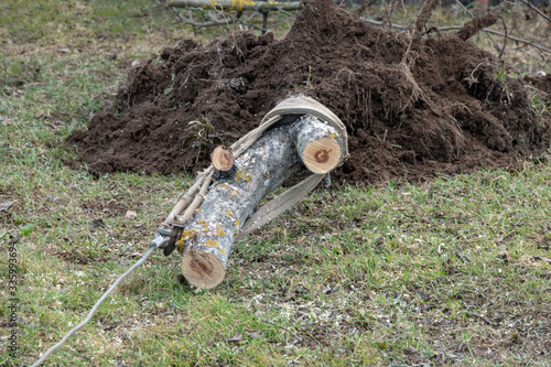 Photography uprooting an Apple tree with a rope using a machine