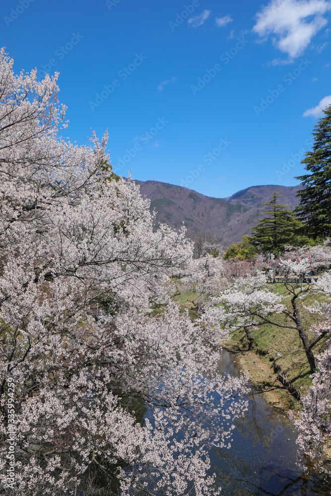 上田城跡公園 お堀の桜