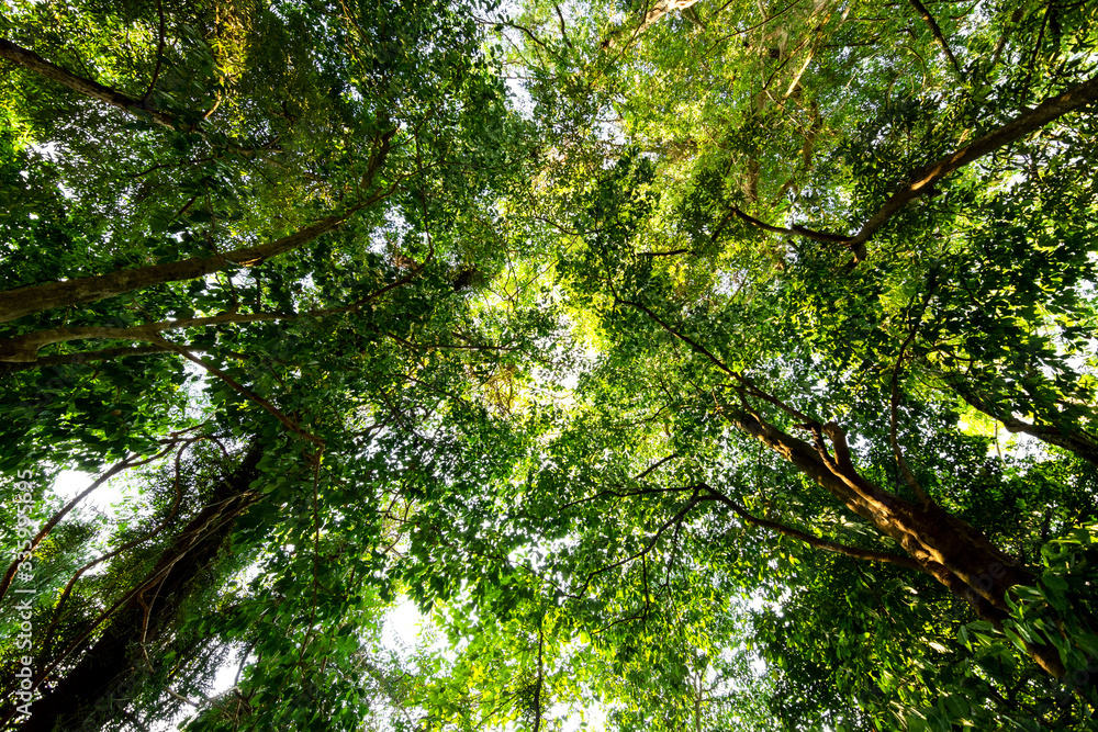Low angle view of tropical tree with green leaves in rainforest. Low angle view of tropical tree with green leaves in rainforest.