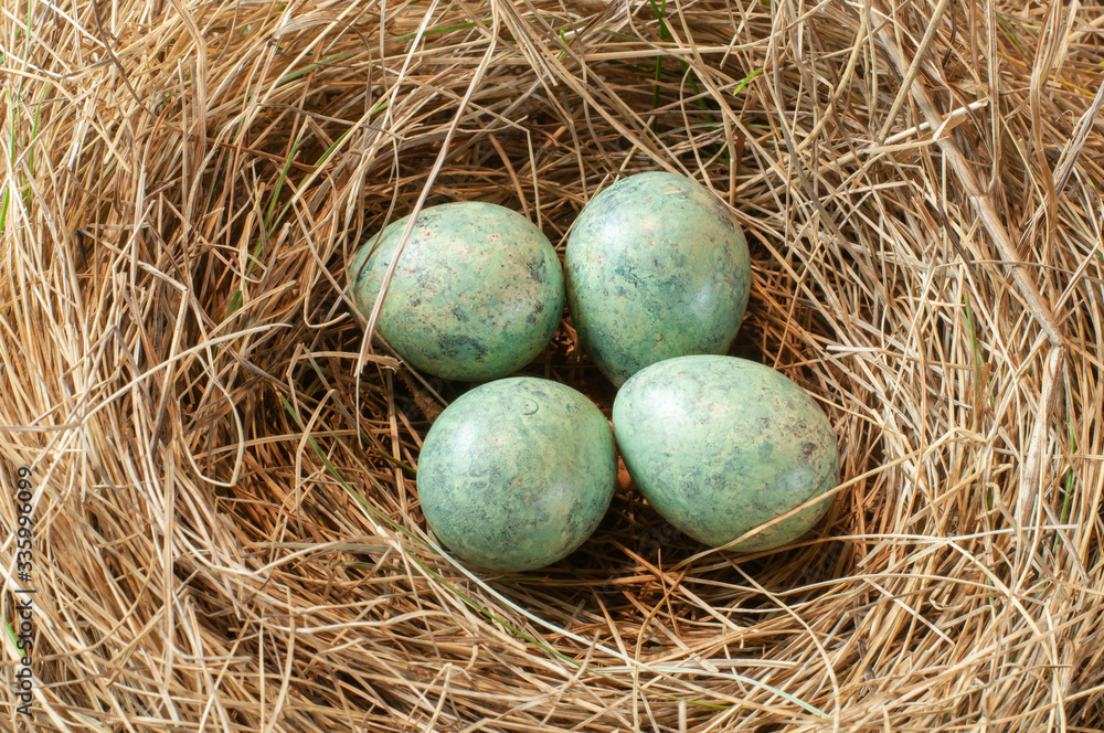blue eggs of a thrush in a nest blue eggs of a thrush in a nest