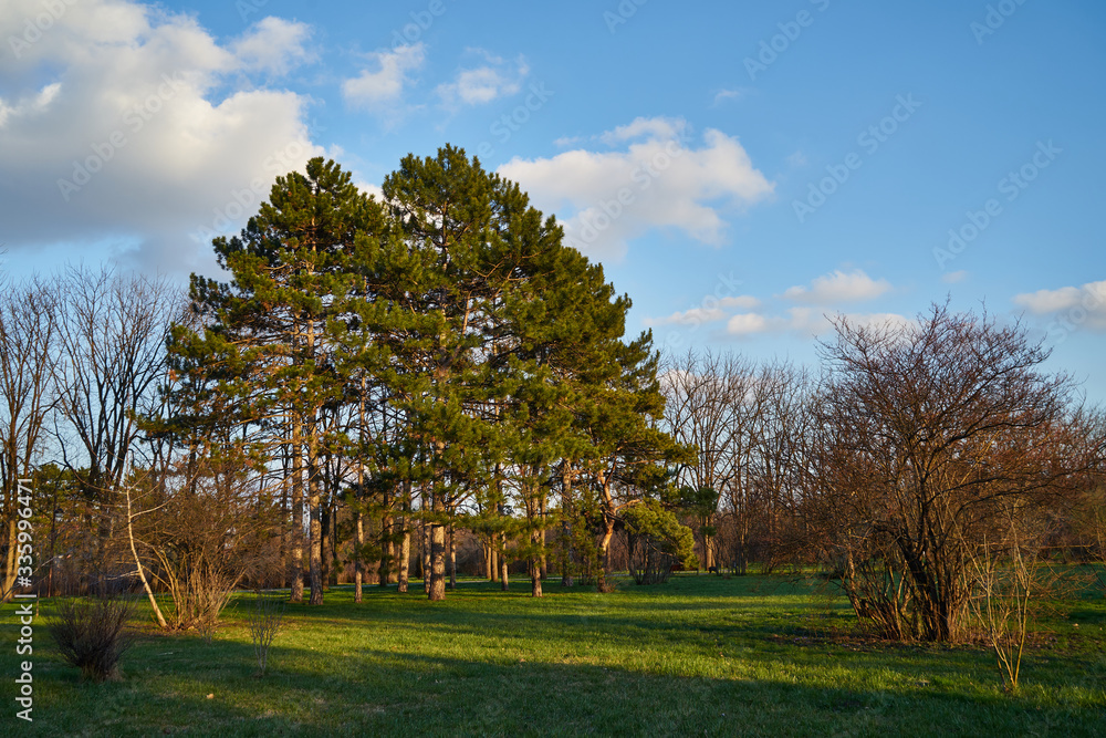 Image of pine trees in the spring park.
