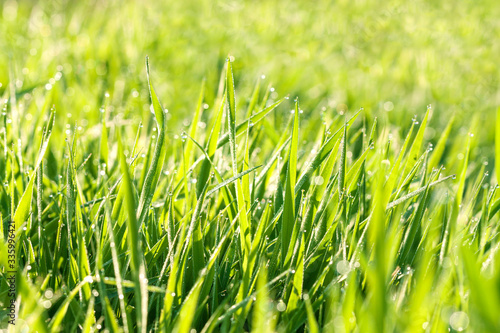 green background from a grass on a meadow