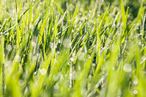 spring blurred lawn with grass with dew drops