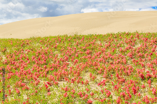 Fototapeta Naklejka Na Ścianę i Meble -  Pink Flowers by a Sand Dune