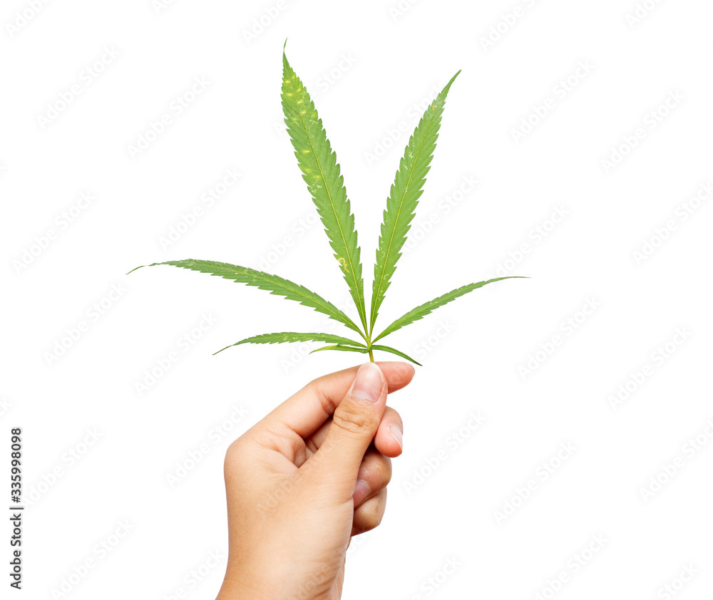 Hand holding a cannabis leaf on white background.Cultivation of Marijuana tree. Growing medical marijuana. Hand holding a cannabis leaf on white background.Cultivation of Marijuana tree. Growing medical marijuana.