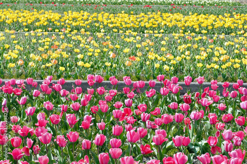 Wallpaper Mural チューリップ畑（東京都羽村市） Torontodigital.ca