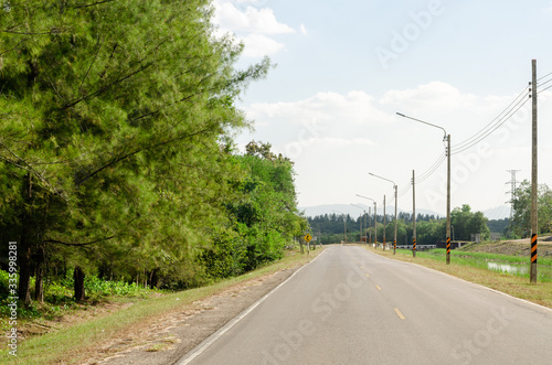 road with pine row in the countryside