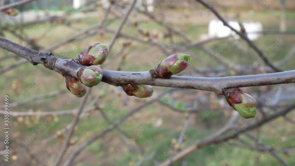 Apple tree branch with swollen, blooming buds in early spring Apple tree branch with swollen, blooming buds in early spring