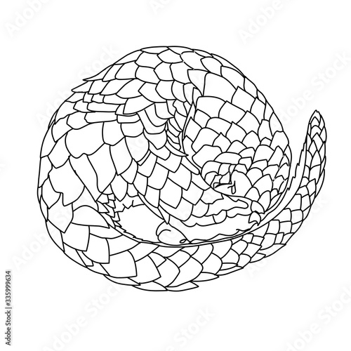 Sketch design of illustration pangolin on White background  photo