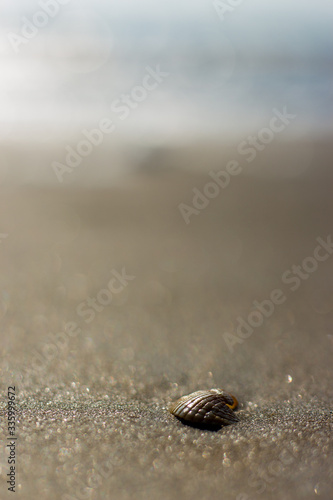 Little Hermit crab on beach sand waves. Hermit crab hiding inside of shell photo