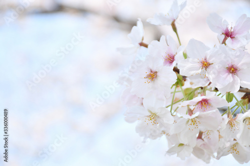 桜の花 青空