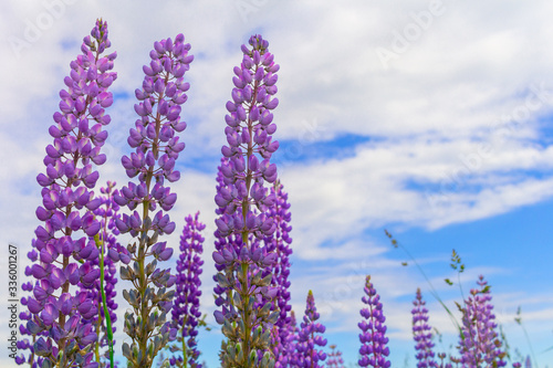 purple lupine flower closeup outdoors.Lupinus, lupin, lupine field with pink purple and blue flowers. Bunch of lupines summer flower background