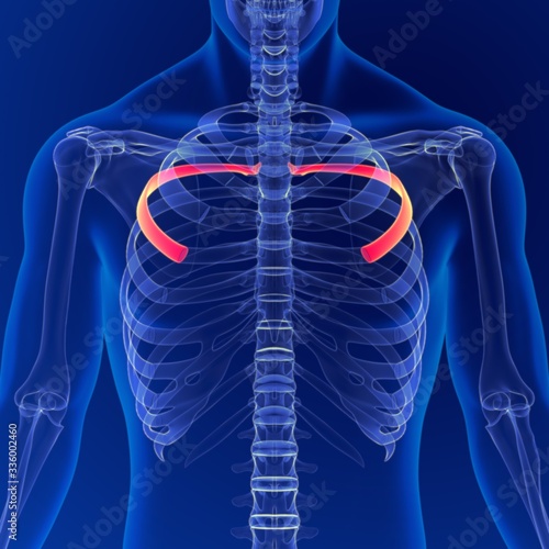 Human skeleton anatomy Rib Cage 4th Bone 3D Rendering For Medical Concept