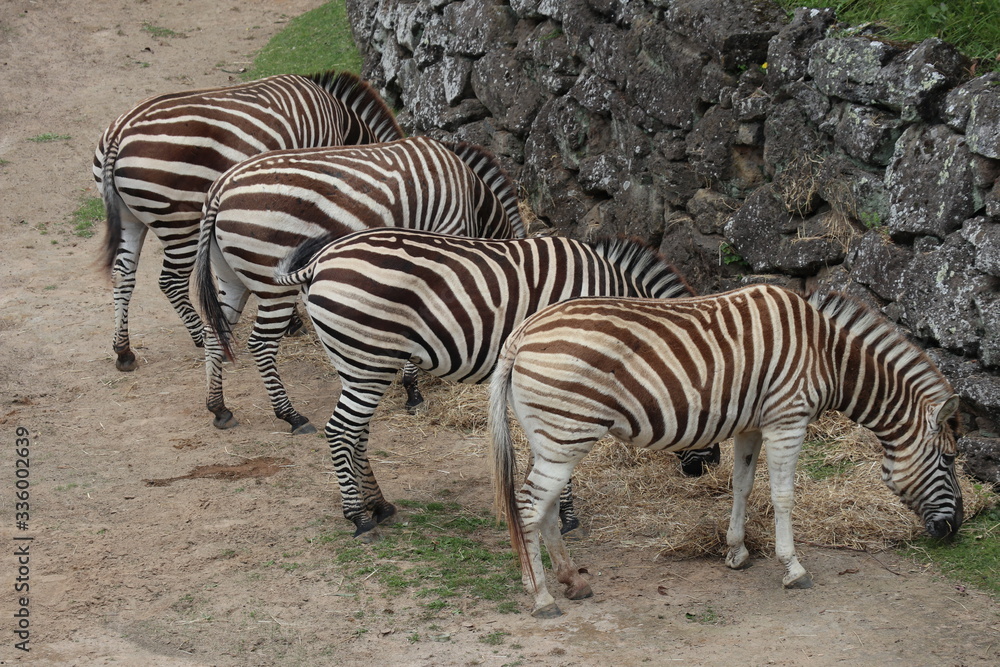 zebras in the zoo