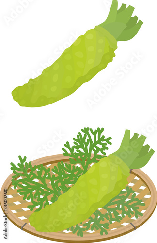 Vector illustration of a wasabi on a basket.