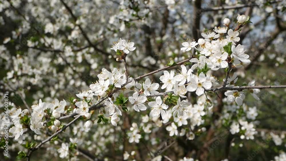 Blooming cherry. The branch sways a little in the wind. Blue sky in the background Blooming cherry. The branch sways a little in the wind. Blue sky in the background