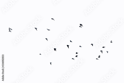 birds flying in the sky, isolated with white background, clipping path   © thanarak