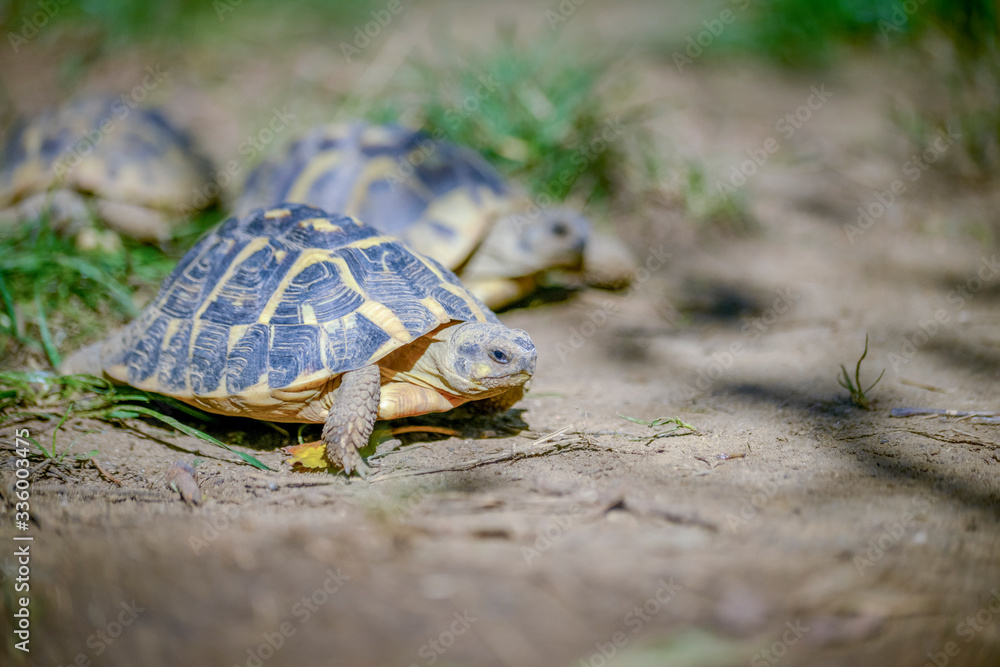 tortue terrestre faune d'Europe au milieu de grande herbe tortue terrestre faune d'Europe au milieu de grande herbe