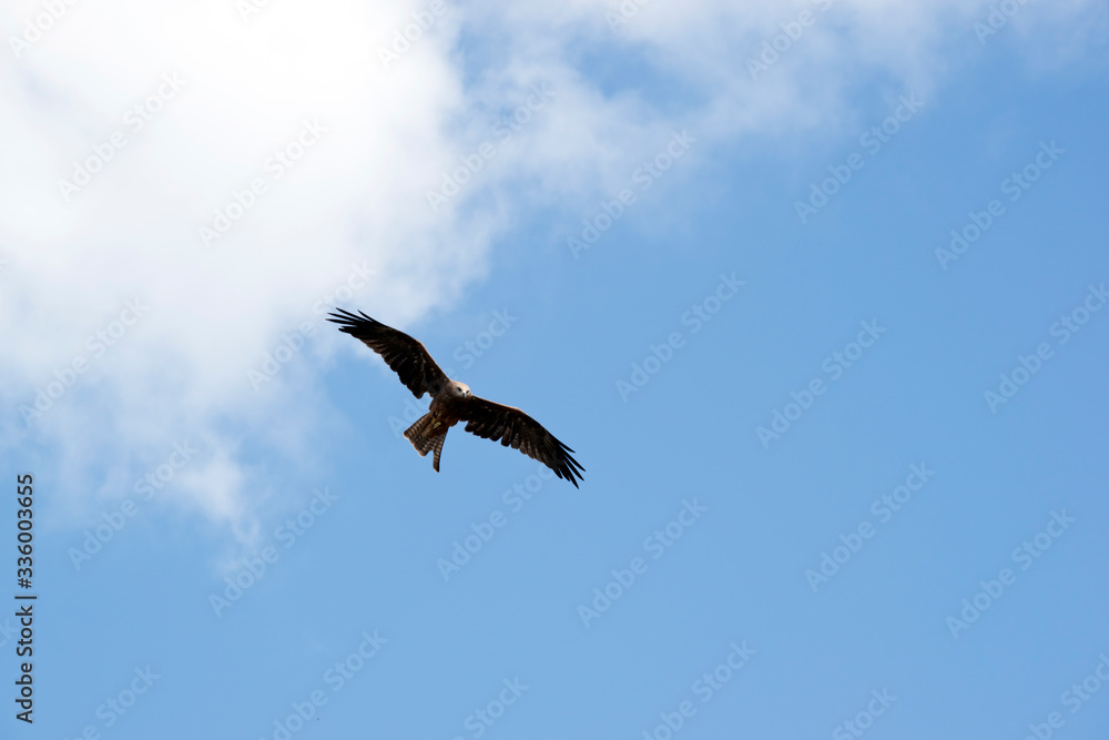 the black kite is flying amongst the clouds the black kite is flying amongst the clouds