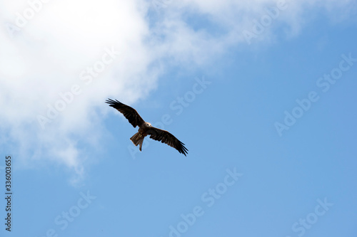 the black kite is flying amongst the clouds