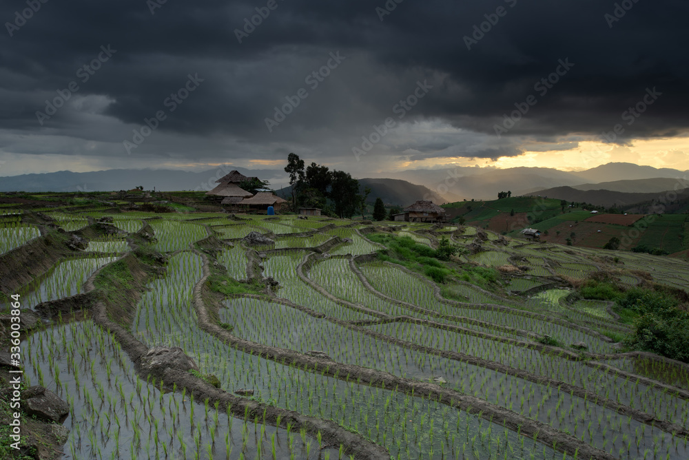Beautiful landscape rice fields on terraced of Ban Pa Bong Piang in the rainy season, Chiangmai, Thailand