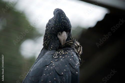 this is a close up of a red tailed  black cockatoo photo