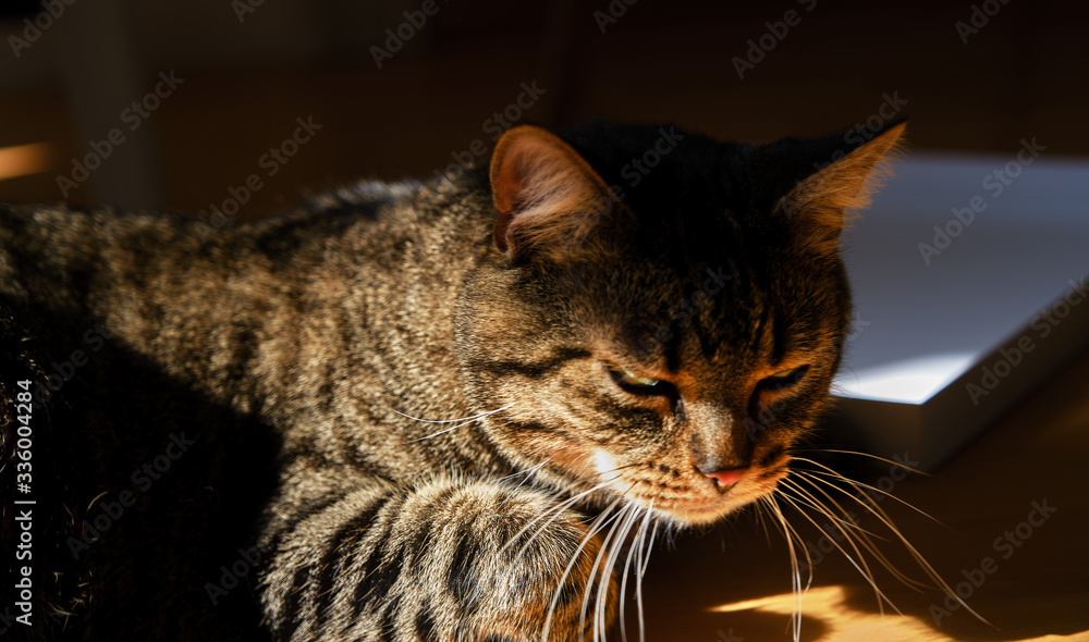 Cat enjoy the sun