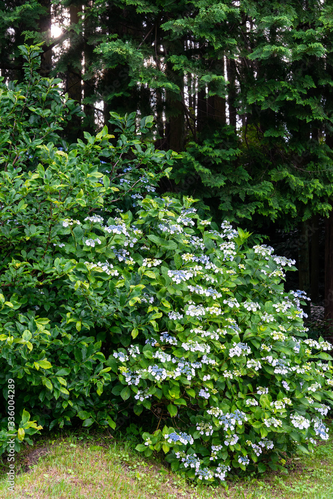 森の前で沢山咲いている紫陽花 森の前で沢山咲いている紫陽花