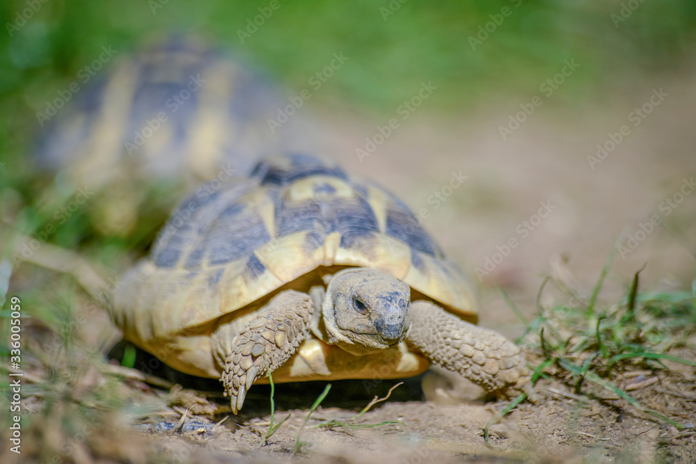 Tortue Terrestre Faune D'europe Au Milieu De Grande Herbe Stock Photo 