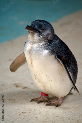 this is a close up of a fairy penguin