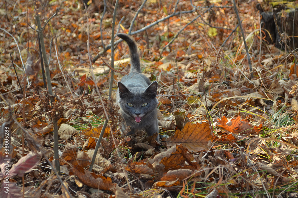 Fototapeta premium gray kitten in the autumn forest among the fallen leaves