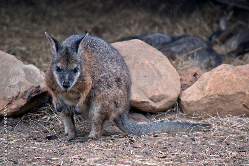 the tammar wallaby is searching for food the tammar wallaby is searching for food