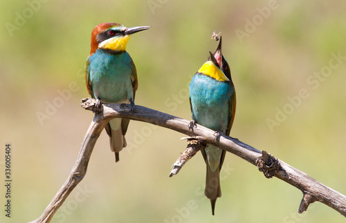 A family of bee-eaters. The male juggles a bee. © Юрій Балагула