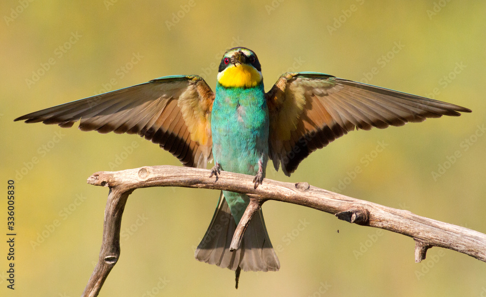 Common bee-eater, merops apiaster. Bird spread its wings