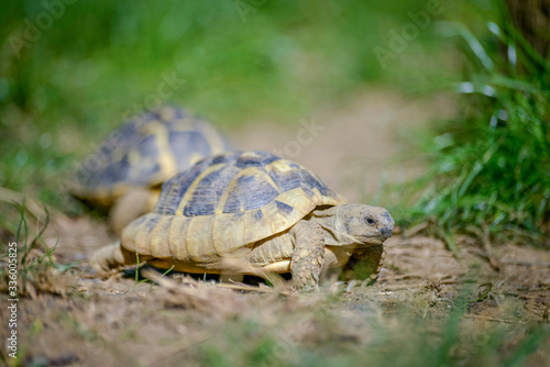 tortue terrestre faune d'Europe au milieu de grande herbe