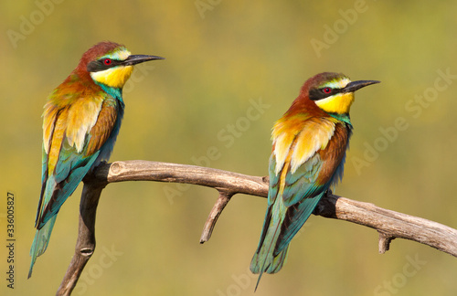 Common bee-eater, merops apiaster. Two birds are sitting on a branch